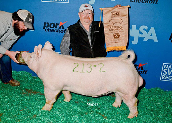 Top Cut Sires - Big Motor