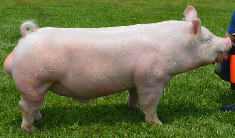 Top Cut Genetics: Untouchable 13-2